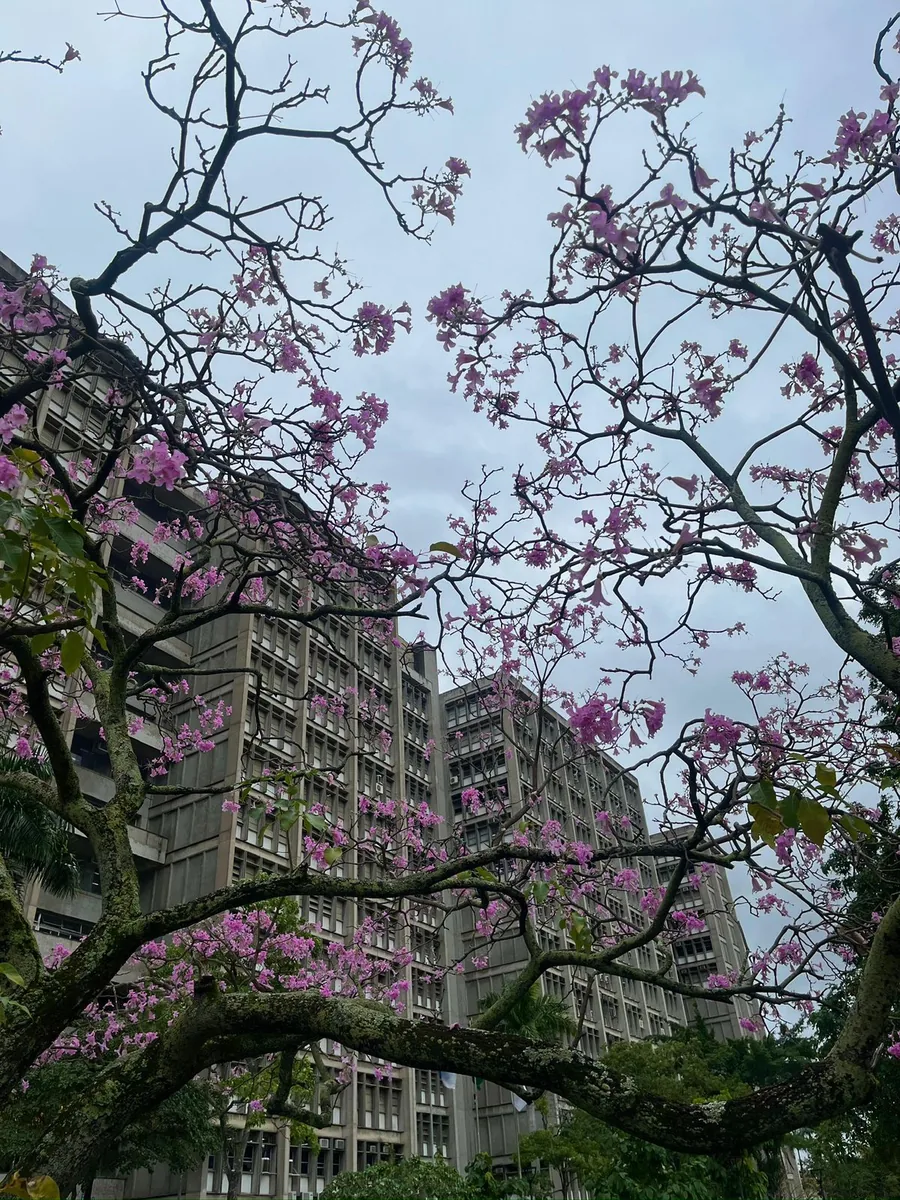 Fachada da Universidade do Estado do Rio de Janeiro vista da rua, com a estrutura de concreto do prédio principal em primeiro plano.